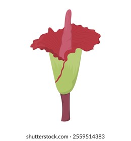 Indonesian Flora And Fauna Vector Illustration - Corpse Flower