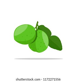 indonesian lime illustration vector