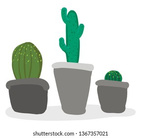 Indoor cactus pots vector or color illustration
