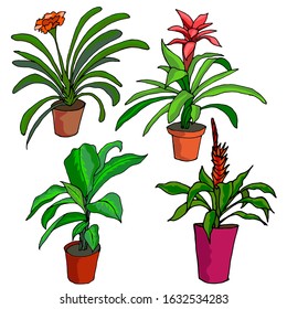 Indoor different plants in pots