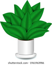 indoor ficus flower in a pot 