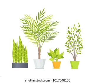 Indoor floor plants with lush foliage, long branches and unusual leaves in stylish pots isolated cartoon vector illustrations on white background.