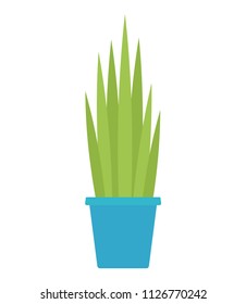 Indoor flower with high leaves in a pot vector flat material design isolated on white