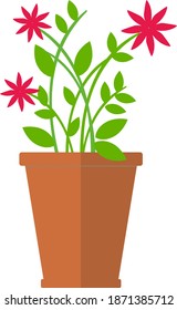 indoor flower, home plant in a ceramic pot 