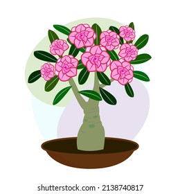 Indoor flower. Houseplant. Blooming adenium. Bonsai. Vector image