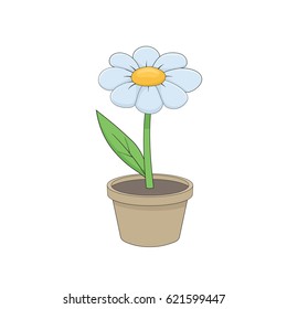 Indoor flower on white background. Cartoon daisy in pot. Isolated vector illustration.