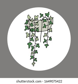 indoor flower in a pot. Hand-drawn vector stock illustration. white isolated background. sticker, icon. flowers for the interior, batanika. home flower ivy