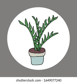 indoor flower in a pot. Hand-drawn vector stock illustration. white isolated background. sticker, icon. flowers for the interior, batanika. home flower zamiokulkas, zamifolia, dollar tree