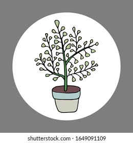 indoor flower in a pot. Hand-drawn vector stock illustration. white isolated background. sticker, icon. flowers for the interior, batanika. home flower ahichrison, tree of love