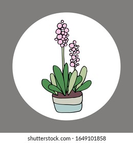 Indoor-Blume in einem Topf. Stockillustration in handgezeichneter Vektorillustration. weißer, isolierter Hintergrund. Aufkleber, Symbol. Blumen für das Innere, Batanika. Heimblume Muscari Blau, Mäusehyazinthe, Hyazinthen