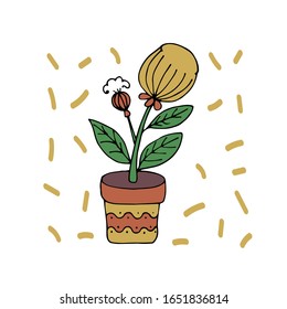 indoor flower in a pot. Hand-drawn vector stock illustration. white isolated background. sticker, icon. flowers for the interior, batanika. home flower protea, dried flower, african rose