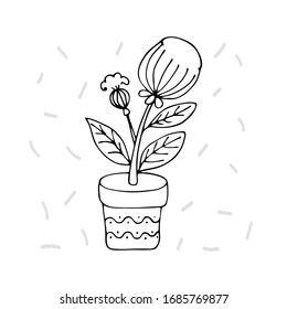 flor interior en una olla. Ilustración de material vectorial a mano.fondo blanco aislado. pegatina, icono. flores para el interior, batanika. Protea de flores caseras, flor seca, rosa africana.