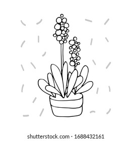 flor interior en una olla. Ilustración de material vectorial a mano. fondo blanco aislado. pegatina, icono. flores para el interior, batanika. flor de origen Muscari azul, jacinto de ratón, jacinto.