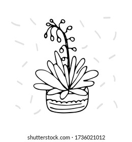 indoor flower in a pot. Hand-drawn vector stock illustration. white isolated background. sticker, icon. flowers for the interior, batanika. home flower cactus, succulent 