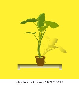 Indoor flower, tall with wide green leaves, in a pot, on a stand, on a yellow background, vector