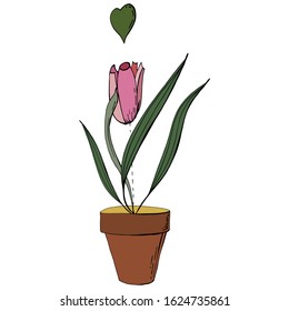 indoor flower, tulip with pot isolated. houseplant, vector, flat design of houseplants. For registration of announcements, cards, posters, advertising, cosmetics, clothes.
