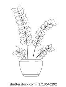 
Flor interior, planta vectorial (Zamioculcas) en dólares