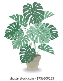 Indoor flowerpot in a beautiful pot. Big monstera, large leaves. Favorite plant of oviducts. Vector illustration.