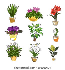 Indoor flowers