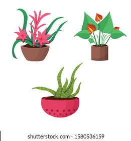 indoor flowers in a flower pot vector illustration