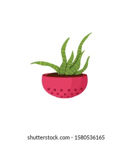 indoor flowers in a flower pot vector illustration