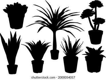 Indoor flowers in a pot in a set.