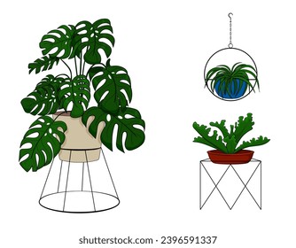 Flores interiores en macetas. Hermosas flores. monstruo, ficus, plantas, flores frescas. Grano de flores rojo y azul. Aislado sobre fondo blanco, vector. Ilustración del vector