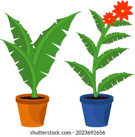 Las flores interiores son macetas. Ilustración vectorial sobre el tema de las plantas.