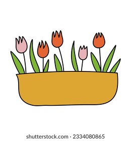 Indoor flowers tulips in a pot on a white background
