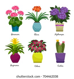 Plantas de jardim interior e flores frescas isoladas sobre fundo branco. Casa crescendo plantas de casa em vaso definido para design de estufa. Gerânio e Hortênsia, Coleus e Cactus, ilustração vetorial