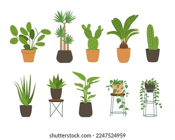 Indoor garden potted plants. Houseplants for interior home decoration, green plant in flowerpot