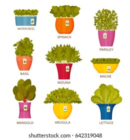 Indoor gardening icons with lettuce. Vector illustration