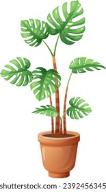 Indoor green plant, monstera in flower pot on transparent background. Vector illustration in cartoon style