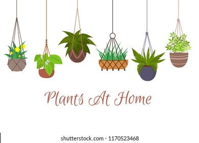 Indoor green plants in pots hanging on decorative macrame hangers vector set. Hanging plant in pot, decoration home illustration