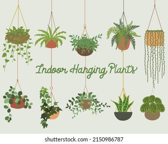 Indoor hanging houseplants decoration collection