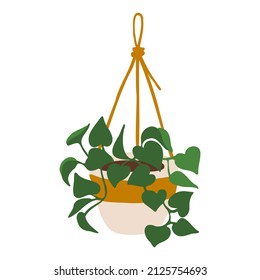 Indoor hanging potted plant pothos illustration