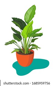 Indoor Home Big Green Plant in the orange pot. Vector illustration on the  white bakground. Bird of Paradise Flower 