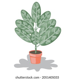 Indoor House Plant Vector Illustration. Hand drawn Vector Art.