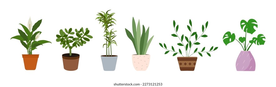 Vector de plantas interiores aislado en fondo blanco. Recogida de plantas domésticas. Ilustración vectorial plana