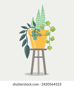 Indoor houseplants in the orange pot on the stool