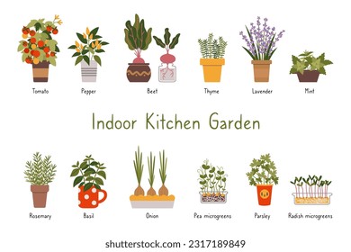 Indoor kitchen garden plants set with titles, cartoon style. Various types of Herbs, vegetables and Microgreens in a pots. Urban gardening hobby. Trendy isolated vector illustration, hand drawn, flat.