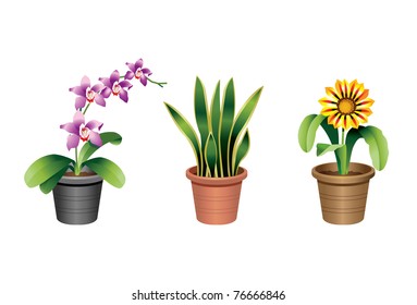 Indoor office plants - 2