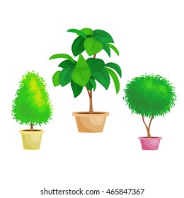 indoor and office plants in pot. vector illustration