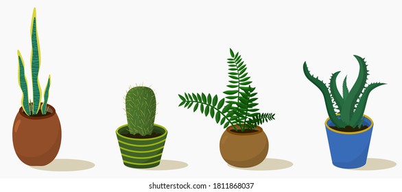 indoor and office plants in pots, set