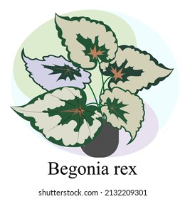 Indoor ornamental deciduous plant begonia rex. Trend vector image