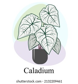 Indoor ornamental deciduous plant caladium. Trend vector image