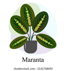 Indoor ornamental deciduous plant maranta. Trend vector image