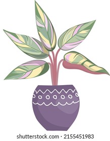 Indoor ornamental deciduous plant stromanthe.  Triostar stromanthe, potted variegated plant with colorful leaf. Indoor houseplant with leaves variegation.