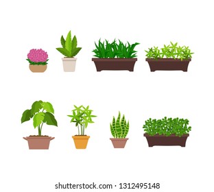 Indoor and outdoor landscape garden potted plants isolated on white. Vector set green plant in pot, illustration of flowerpot bloom  