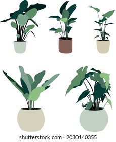 Indoor and outdoor landscape garden potted plants vector image. Flat vector design isolated on white background. Image for postcards, banners, ads...